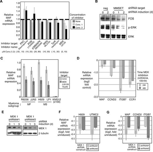 Figure 3. MEK signaling regulates MAF transcription. (A) Myeloma cell line LP1 was treated with small-molecule kinase inhibitors targeting major cell signaling cascades at the indicated concentrations. MAF mRNA was measured by quantitative RT-PCR. (B) LP1 MM cells were transduced with a TET-inducible MMSET shRNA construct, selected, and MMSET shRNA was induced for the indicated times. Protein lysates were analyzed by Western blot. ERK phosphorylation and FOS expression were decreased in these cells. (C) MAF-expressing myeloma cell lines were treated with MEK inhibitor U0126 (10μM), and MAF mRNA was measured by real-time quantitative PCR. (D) MAF and target gene mRNA were measured by quantitative RT-PCR after treatment with a second MEK inhibitor, AZD6244 100nM, for the indicated times. (E) MM cells transduced with 2 individual TET-inducible MEK1 shRNA construct, selected, and MEK1 shRNA was induced for the indicated times. Protein lysates were analyzed by Western blot to confirm MEK1 protein decrease after shRNA-mediated knockdown. (F) MAF expression was quantified by quantitative RT-PCR after MEK1 depletion with each shRNA construct in 2 MM cell lines. (G) MAF and target gene mRNA expression were measured by quantitative RT-PCR after MEK1 depletion. Error bars represent mean plus or minus SD.