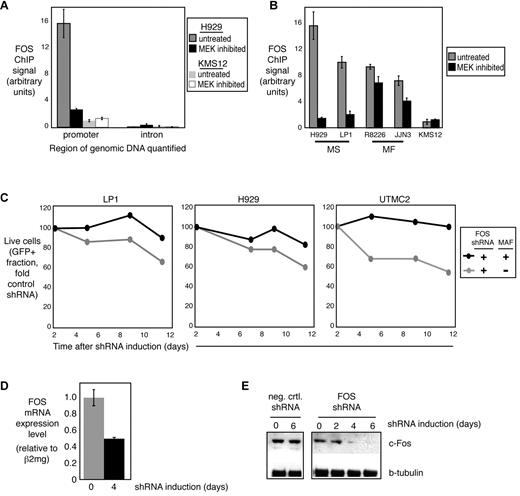 Figure 5. FOS regulates MAF transcription. (A) Chromatin immunoprecipitation of FOS demonstrates binding to MAF promoter in MM cells that is decreased with MEK inhibition (U0126, 10μM). (B) MEK inhibition (U0126, 10μM) decreased FOS binding to MAF locus by chromatin immunoprecipitation in MAF-expressing cell lines. (C) Knockdown of FOS is toxic to MAF-overexpressing myeloma cell lines. The indicated myeloma cell lines were transduced with a retrovirus expressing FOS shRNA and coexpressing GFP (“Retrovirally mediated transduction”). Live GFP+ cells were enumerated by fluorescence-activated cell sorter and normalized to the value at day 2 after retroviral infection. Reexpression of MAF rescues myeloma cells transduced with an shRNA targeting FOS. (D) Quantitative RT-PCR measurement of FOS mRNA levels after induction of the FOS shRNA in H929 cells. (E) Western blot of FOS protein levels after introduction of the FOS shRNA in H929 cells.