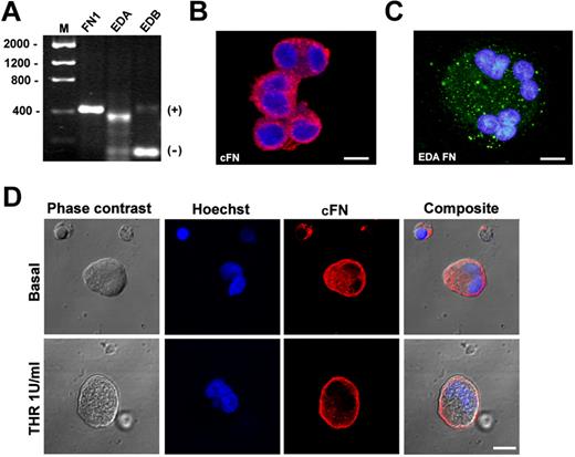 Figure 1. Human MKs express cFN isoforms. CD61+ MKs at 13 days of culture were separated using the immunomagnetic beads technique and total cellular RNA was extracted. (A) RT-PCR demonstrated expression of cFN (FN1 gene), the EDA+ FN and EDA− spliced FN mRNA sequence, and the EDB+ FN and spliced EDB− isoform. (B) MKs were permeabilized and stained in immunofluorescent dye with a polyclonal antibody against cFN (red) and (C) a monoclonal antibody against the EDA isoform (green). Scale bars = 20 μm and 10 μm, respectively. (D) cFN relocated to the MK plasma membrane upon activation with thrombin (1 U/mL; top panels) or omitting thrombin (bottom panels), as revealed by immunofluorescence with polyclonal antibody against cFN (red). Nuclei were stained with Hoechst 33288 (blue). Scale bar = 10 μm.