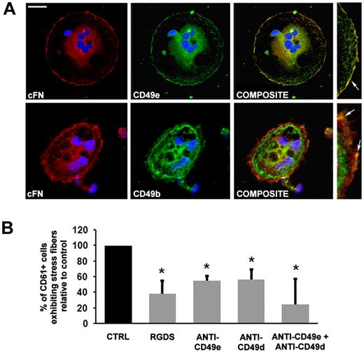 Figure 3. Integrin engagement in MK adhesion to type I collagen. (A) Subcellular localization of cFN (red), CD49e (green, top panel), CD49b (green, bottom panel) in MK spread on type I collagen. Colocalization between cFN and the receptor components was analyzed by merging images obtained in green and red channels in each confocal optical section (composite). In the right panels, image magnification shows protein colocalization on the MK plasma membrane (yellow staining, arrows). All slides were also incubated with Hoechst 33288 for nuclear staining (blue). Scale bar = 10 μm. (B) Effect of RGDS, CD49e, and CD49d antibodies and their combination on MK spreading upon incubation for 16 hours. Results are reported as a percentage of inhibitor-treated MKs adherent to collagen type I compared with MKs treated with PBS alone, and are the means ± SD of 3 different experiments. *P < .05.