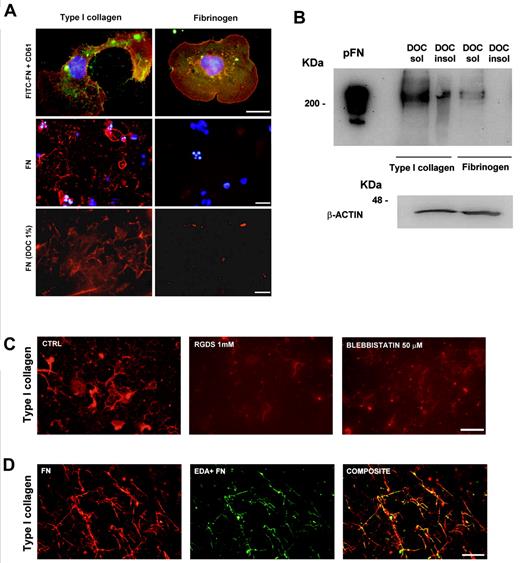 Figure 4. FN assembly by MKs adherent to type I collagen. The ability of MKs to assembly pFN was evaluated on type I collagen and fibrinogen, as described in “Methods.” (A) Assembly of FITC-labeled FN (green) by CD61+ MKs (red) adherent on type I collagen and fibrinogen. Scale bars = 10 μm (top), 50 μm (middle) and 30 μm (bottom). In parallel experiments, staining of fibrillar pFN with a polyclonal antibody in MKs plated on type I collagen and fibrinogen. MKs adherent on type I collagen and fibrinogen were removed after DOC treatment, and DOC-insoluble pFN fibrils were stained with a polyclonal antibody anti–FN (red). Nuclei were always counterstained with Hoechst 33288 (blue). (B) The presence of DOC-insoluble assembly of pFN was also revealed by immunoblot analysis using a monoclonal anti–FN, clone IST-4. In a parallel sample, cells were scraped and proteins separated by SDS-PAGE and then stained with anti–β actin to ensure the same number of cells in the experiment. (C) Evaluation of cytoskeleton and integrin roles in FN matrix assembly by MKs in samples treated with RGDS or blebbistatin with respect to controls. FN matrix after DOC treatment was stained with the polyclonal antibody anti–FN and visualized in immunofluorescent dye. (D) The presence of endogenous EDA+ FN during pFN deposition and assembly was evaluated with immunofluorescent dye, and staining was performed using both the polyclonal antibody against FN and monoclonal anti–EDA FN. Scale bars = 20 μm (C-D).