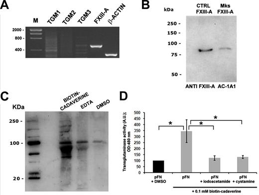 Figure 5. MKs express and synthesize FXIII-A. (A) RT-PCR analysis of different TGs by human MKs. The amplification products were resolved on agarose gel and visualized by ethidium bromide staining. Actin amplification was used as a control. (B) Western blot analysis of FXIII-A in human MKs. FXIII from human plasma was used as a positive control. (C) Analysis of intracellular TG activity of FXIII in human MKs. MK lysates were incubated with biotinylated cadaverine in the absence or presence of EDTA or Ca2+, resolved by SDS-PAGE, and blotted with peroxidase-conjugated avidin. TG activity was completely reverted upon calcium sequestering with EDTA. (D) Extracellular TG activity was demonstrated by ELISA assay of cadaverine incorporation into pFN upon adhesion of MKs for 16 hours and DOC treatment. TG activity was significantly reduced by incubation with TG inhibitors such as IAA or CYS (10μM each). *P < .05.