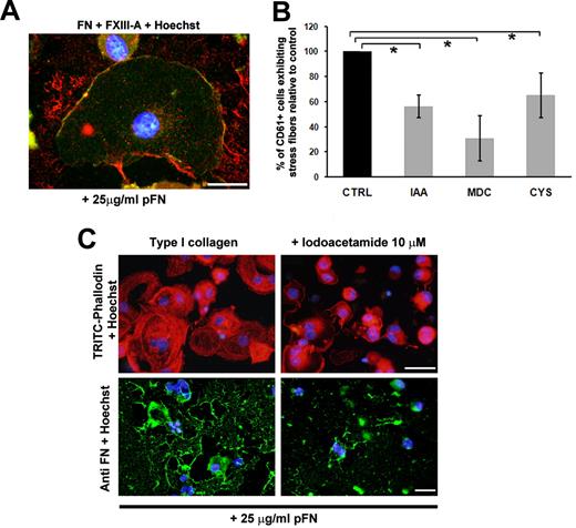 Figure 6. FXIIIa modulates MK spreading and FN assembly on type I collagen. (A) Colocalization during FN fibrillogenesis of FXIII-A (green) and pFN (red) at the membrane level of MKs adherent on type I collagen. Scale bar = 10 μm. (B) MK spreading on type I collagen was modulated by TG activity: analysis of MK CD61+ exhibiting stress fibers in the presence of TG inhibitors such as IAA, MDC, and CYS. Results are reported as a percentage of inhibitor-treated MKs adherent to collagen type I compared with MKs treated with PBS alone, and are the means ± SD of 3 different experiments. (C) Effects of IAA treatment on MK spreading and FITC-labeled FN assembly on type I collagen. Cells were stained with tetramethyl rhodamine isothiocyanate–phalloidin and incubated with 25 μg/mL FITC-FN and immunofluorescent dye as described in “Immunofluorescence and confocal microscopy analysis.” Nuclei were counterstained with Hoechst 33288 (blue). Scale bar = 50 μm. *P < .05
