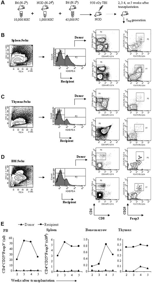 Figure 3. FCs induce Treg generation in vivo. Purified B6 HSCs and NOD HSCs were mixed with B6 FCs, administered to ablatively conditioned NOD recipients, and Treg generation was evaluated. (A) Experimental design for the induction of in vivo Treg generation. (B-D) Representative analysis of donor or recipient CD8−/CD4+/CD25+/FoxP3+ Tregs in chimeric spleen, thymus, and bone marrow at 5 weeks after transplantation. (E) Kinetics of absolute number of donor or recipient Tregs in chimeric spleen, thymus, peripheral blood, and bone marrow at 2, 3, 4, and 5 weeks after transplantation. Results are from 4 separate experiments (n = 4).