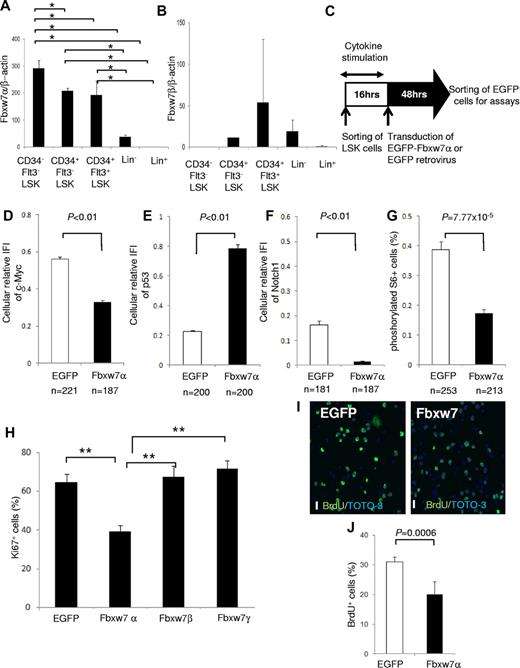 Figure 1. Fbxw7α overexpression suppresses Fbxw7-target accumulation and HSC cell-cycle progression. (A-B) Quantitative PCR analysis of Fbxw7α (A) or Fbxw7β (B) transcripts in BM CD34− Flt3− LSK, CD34+ Flt3− LSK, CD34+ Flt3+ LSK, Lin−, or Lin+ fractions from 12-week-old mice. Each value was normalized to β-actin expression and is expressed as the fold induction compared with Lin+ samples (mean ± SD, n = 4). *P < .01. (C) Study design of Fbxw7α overexpression in LSK cells. LSK cells were transduced with pMY-IRES-EGFP (EGFP virus; control) or pMY-Fbxw7α-IRES-EGFP retrovirus (Fbxw7α virus). After 48 hours, EGFP+ cells were sorted and used for in vitro and in vivo assays. (D-F) EGFP+ cells were isolated from EGFP or Fbxw7α virus-transduced LSK cells. Isolated cells were stained with 4,6-diamidino-2-phenylindole (DAPI) and anti-c-Myc, p53, or Notch1 antibody. Expression levels of c-Myc, p53, and Notch1 were quantified by the integrated fluorescence intensity (IFI) of the c-Myc (D), p53 (E), or Notch1 (F) signal normalized to the IFI of the DAPI signal in independent cells (mean ± SEM). (G) EGFP or Fbxw7α virus-transduced EGFP+ cells were stained with DAPI and antiphosphorylated S6 antibody. Phosphorylated S6+ cells were counted (mean ± SEM). (H) EGFP or Fbxw7α, β, or γ virus-transduced cells were harvested, and CD41−CD48− LSK cells were sorted and stained with DAPI and anti-Ki67 antibody. At least 450 cells/sample were counted (mean ± SD, n = 5). **P < .00007. (I-J) Short-term BrdU-labeling experiment with EGFP or Fbxw7α virus-transduced EGFP+ cells. Transduced cells were sorted and cultured on fibronectin-coated plates. After 42 hours of culture, cells were labeled for 3 hours with 10μM BrdU and stained with anti-BrdU antibody (green) and TOTO-3 (blue; I). Images were obtained and analyzed using a confocal laser-scanning microscope (FV1000; Olympus). UPIanApp 20×/0.70 objective lens (Olympus) and FV10-ASW2.0 viewer (Olympus). Scale bars represent 20 μm. Quantification of BrdU-labeled cells (J). At least 1500 cells/sample were counted (mean ± SD, n = 5).