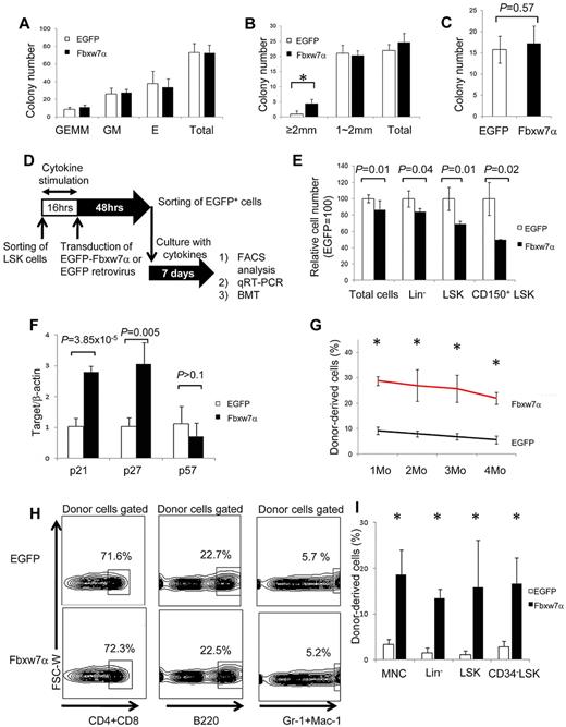 Figure 2. Repopulation activity of Fbxw7α-transduced HSCs after ex vivo culture. (A) In vitro colony formation assays of EGFP or Fbxw7α virus-transduced EGFP+ cells. Colonies were counted and classified as granulocyte, erythroid, monocyte, and megakaryocyte (GEMM), granulocyte and monocyte (GM), or erythroid (E) on day 9 of culture (mean ± SD, n = 3). (B) Number of highly proliferative colony-forming EGFP or Fbxw7α virus-transduced EGFP+ cells on day 14 of culture (mean ± SD, n = 3). *P < .005. (C) CFU-S12 assay. EGFP or Fbxw7α virus-transduced EGFP+ cells were transplanted into 8.5-Gy irradiated recipient mice. Spleens were harvested after 12 days, fixed with Bounin solution, and CFU-S12 colonies were counted (mean ± SD, n = 5). (D) Study design for transplantation experiment. EGFP virus or Fbxw7α virus was transduced into LSK cells (CD45.1+). After 48 hours, EGFP+ cells were sorted and cultured for 1 week (18 000 LSK cells/well). Cultured cells were transplanted into lethally irradiated recipient mice (CD45.2+) with 4 × 105 CD45.2+ competitors. PB chimerism was analyzed monthly, and BM chimerism was analyzed at 4 months after transplantation. Donor-derived LSK cells were used for serial transplantation after 4 months. (E) Relative numbers of total, Lin−, LSK, and CD150+ LSK EGFP or Fbxw7α virus-transduced EGFP+ cells after 1 week of culture. Cell number was analyzed by flow cytometry (mean ± SD, n = 6 for EGFP, n = 2 for Fbxw7). (F) Quantitative PCR analysis of various cell cycle–related genes in EGFP or Fbxw7α virus-transduced LSK cells after 1 week of culture (n = 4). (G) PB chimerism in primary BMT recipients of EGFP or Fbxw7α virus-transduced cells after 1 week of culture at the indicated times after BMT (mean ± SEM, n = 4 or 5). *P < .05. (H) Differentiation status (CD3+ or CD4/8+ T cells, B220+ B cells, or Mac-1/Gr-1+ myeloid cells) of PB in primary BMT recipients of cultured EGFP or Fbxw7α virus-transduced cells at 4 months after BMT. (I) Donor-derived (Ly5.1+) chimerism in BM mononuclear cells, Lin−, LSK, or CD34− LSK fractions in primary BMT recipients of cultured EGFP or Fbxw7α virus-transduced cells at 4 months after BMT (mean ± SD, n = 4 or 5). *P < .05.