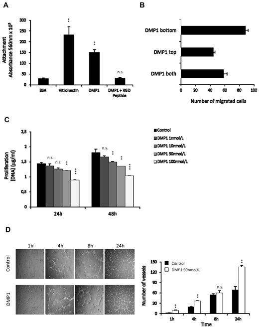 Figure 1. DMP1 induces the adhesion, migration, and differentiation of HUVECs in vitro but decreases their proliferation. (A) Cells were plated onto DMP1 (50 nmol/L) or incubated for 1 hour in the presence of 50 nmol/L of RGD peptide and then plated onto DMP1 (50 nmol/L). Vitronectin (50 nmol/L) and BSA 1% were used as positive and negative controls, respectively. Cells were allowed to adhere for 2 hours at 37°C and were quantified as described in “Adhesion assay.” Error bars represent the means ± SD of 6 replicates of a representative experiment (n = 2). **P ≤ .005 vs control; n.s., not significant. (B) Modified Boyden chamber chemotaxis assays were performed on HUVECs with DMP1 (100 nmol/L) placed in the bottom chamber (DMP1 bottom), in the top chamber with the cells (DMP1 top), or in both the top and bottom chambers (DMP1 both). Each bar represents the mean ± SD of the total number of migrated cells within 4 replicates (n = 2). (C) HUVECs were treated with DMP1 (1-100 nmol/L) and proliferation was followed for 24 and 48 hours and scattered as described in “Methods.” Error bars represent the means ± SD of 3 replicates of a representative experiment (n = 3). **P ≤ .001, ***P ≤ .0001 vs control; n.s., not significant. (D) Capillary tube–like assay using HUVECs treated with DMP1 (50 nmol/L) for 24 hours and then cultured on Matrigel for 1, 4, 8 (100×), and 24 hours (40×). Phase-contrast microscopy photomicrographs were taken for each culture time. The quantification of the assay is shown and was realized by counting the number of vessels from 2 representative fields from 2 replicates (n = 3). **P ≤ .005 vs control; n.s., not significant.