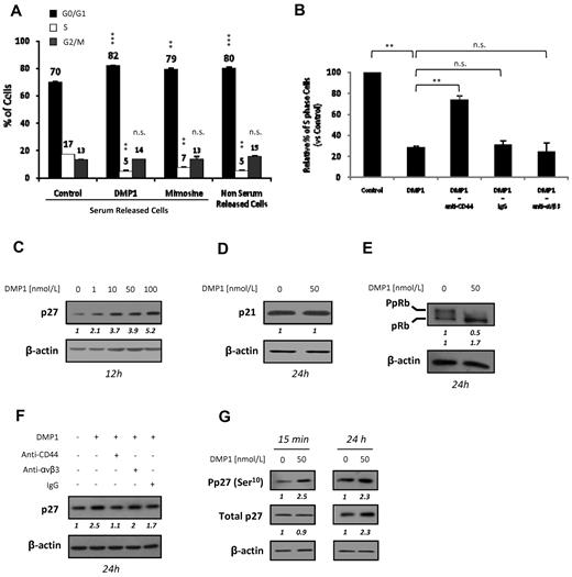 Figure 2. DMP1 blocks the cell cycle in G1, modulates the expression of cell cycle–related proteins, and induces p27Kip1 through CD44 ligation. (A) Cell-cycle analysis of serum-starved HUVECs treated with DMP1 (50 nmol/L) and mimosine (200μM). Mimosine and non-serum–released cells were used to assess for G1 arrest. Error bars represent the means ± SD of 3 replicates of a representative experiment (n = 3). **P ≤ .001 and ***P ≤ .0005 vs control serum-released cells; n.s., not significant. (B) S-phase cell-cycle analysis of serum-starved HUVECs incubated with blocking antibodies to CD44 and αVβ3, with IgG used as a control, followed by treatment with DMP1 (50 nmol/L), as described in “Methods.” Error bars represent the means ± SD of 3 replicates of a representative experiment (n = 2). **P ≤ .001 vs control or DMP1 condition; n.s., not significant. (C) Western blot analysis with an antibody to p27Kip1 using total lysates from HUVECs treated with increasing concentrations of DMP1. (D) Western blot analysis with antibodies to p21Cip1 using total lysates from DMP1-treated cells. (E) Western blot analysis with antibodies to pRb using total lysates from DMP1-treated cells. (F) Western blot analysis with an antibody to p27Kip1 using total lysates from DMP1-treated cells. Before DMP1 treatment (50 nmol/L) for 24 hours, cells were incubated for 1 hour in the presence of 10 μg/mL of anti-CD44 and anti-αVβ3 blocking antibodies or IgG as a control. (G) Western blot analysis with antibodies to p27Kip1 and P-p27Kip1(Ser10) using total lysates from DMP1-treated HUVECs. All Western blotting results were evaluated by densitometric scanning, corrected with respect to β-actin expression, and expressed relative to the value obtained with the corresponding control (arbitrarily set as 1). These relative protein level values are shown in italics below the lanes. Western blots were performed at least 2 times with similar results. Equal protein loading was assessed by anti–β-actin immunoblotting.