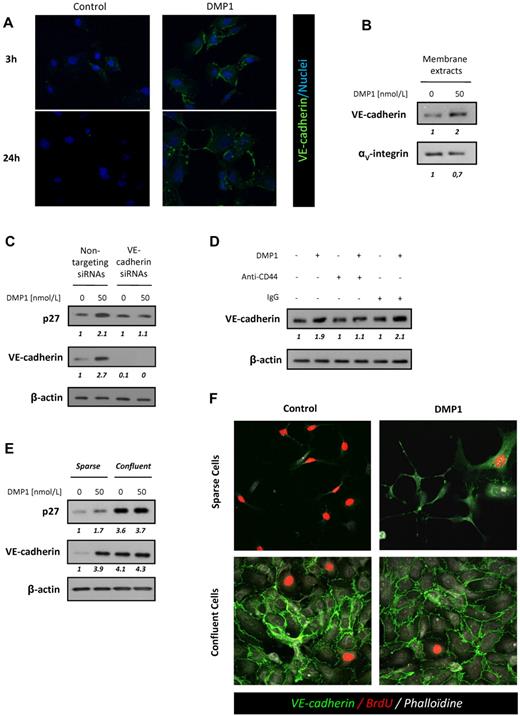 Figure 3. DMP1 induces CD44-dependent VE-cadherin expression and mediates inhibition of growth in sparse HUVECs. (A) Immunofluorescence microscopy of sparse HUVECs treated with DMP1 (50 nmol/L) for 3 and 24 hours. Nuclei appear blue after TO-PRO-3 staining. Representative confocal fields of one experiment (n = 3) are shown (magnification, 40×). (B) Western blot analysis with antibodies to VE-cadherin and αV-integrin using membrane lysates from DMP1-treated HUVECs. (C) Western blot analysis with antibodies to p27Kip1 and VE-cadherin using total lysates from HUVECs transfected for 48 hours with VE-cadherin or nontargeting siRNAs and treated with DMP1 (50 nmol/L) for the last 24 hours of transfection. (D) Western blot analysis with an antibody to VE-cadherin using total lysates from HUVECs incubated for 1 hour in the presence of 10 μg/mL of anti-CD44 blocking antibody or IgG before DMP1 treatment (50 nmol/L) for 24 hours. (E) Western blot analysis with antibodies to VE-cadherin and p27Kip1 using total lysates from sparse and confluent DPM1-treated HUVECs, as described in “Methods.” All Western blotting results were evaluated by densitometric scanning. The relative protein level values are shown in italics below the lanes. Western blots were performed 3 times with similar results. Equal protein loading was assessed by anti–β-actin immunoblotting. (F) Immunofluorescence of sparse and confluent DMP1-treated HUVECs incubated with BrdU for 20 hours to evaluate the S-phase population, as described in “Methods.” VE-cadherin, BrdU, and phalloidin are shown in green, red, and gray, respectively. As expected, control sparse cells presented with S-phase–positive and VE-cadherin–negative staining compared with control confluent cells. DMP1-treated sparse cells showed strong positive VE-cadherin staining and less BrdU incorporation than control cells, similar to that of control or DMP1-treated confluent cells. Confluent cells did not show any modulation of VE-cadherin staining intensity or BrdU incorporation after DMP1 treatment. Representative confocal fields of one experiment (n = 3) are shown (magnification, 40×).
