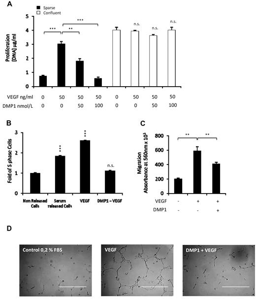 Figure 4. DMP1 counteracts VEGF-induced angiogenesis. (A) Proliferation was assessed in sparse and confluent cells treated with DMP1 for 48 hours. For the last 24 hours of DMP1 treatment, cells were treated with VEGF (50 ng/mL), as described in “Methods.” Error bars represent the means ± SD of 3 replicates of a representative experiment (n = 3). **P ≤ .005 and ***P ≤ .0005 vs control or vs VEGF; n.s., not significant. (B) S-phase cell-cycle analysis of serum-starved HUVECs treated with DMP1 (50 nmol/L) and released with either serum or VEGF (50 ng/mL). Error bars represent the means ± SD of 3 replicates of a representative experiment (n = 3). ***P ≤ .0005 vs control. (C) Assessment of HUVEC migration toward VEGF (2 ng/mL) of cells treated with DMP1 (50 nmol/L) for 24 hours and then seeded into the upper compartment of fibronectin coated inserts, as described in “Methods.” Error bars represent the means ± SD of 3 replicates of a representative experiment (n = 3). **P ≤ .005 vs VEGF condition. (D) Capillary tube-like assay of HUVECs treated with DMP1 (100 nmol/L) for 24 hours and then cultured on Matrigel and treated with VEGF (25 ng/mL). Phase-contrast microscopy photomicrographs were taken after 4 hours, and representative fields from one replicate of 2 from one experiment are shown (n = 2). Scale bar = 400 μm.