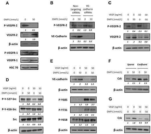 Figure 5. DMP1 affects VEGFR-2, not VEGFR-1, phosphorylation, induces Src inactivation, and inhibits VEGF-mediated VE-cadherin down-regulation and phosphorylation. (A) Western blot analysis with antibodies to VEGFR-2 and VEGFR-1 and their phosphorylated forms using total lysates from HUVECs treated with DMP1 for 24 hours. (B) Western blot analysis with antibodies to P-VEGFR-2 and VE-cadherin using total lysates from HUVECs transfected for 48 hours with VE-cadherin or nontargeting siRNAs and treated with DMP1 (50 nmol/L) for the last 24 hours of transfection. (C) Western blot analysis with antibodies to VEGFR-2 and P-VEGFR-2 using total lysates from HUVECs treated with DMP1 for 24 hours and then pulsed with VEGF (50 ng/mL) for a further 10 minutes. (D) Western blot analysis with specific antibodies to Src, P-Src Tyr416, and P-Src Tyr527 using total lysates from HUVECs treated with DMP1 and VEGF as in panel C. (E) Western blot analysis with antibodies to VE-cadherin and P-VE-cadherin Tyr658, Tyr731, and Tyr685 using total lysates from HUVECs treated with DMP1 and VEGF as in panel C. (F) Western blot analysis with an antibody to Csk using total lysates from sparse and confluent HUVECs treated with DMP1 for 24 hours. (G) Western blot analysis with an antibody to Csk using total lysates from HUVECs treated with DMP1 and VEGF as in panel C. All Western blots were evaluated by densitometric scanning (in italics below the lanes) and were performed 3 times with similar results. Equal protein loading was assessed by anti–β-actin or anti–Hsc 70 immunoblotting.