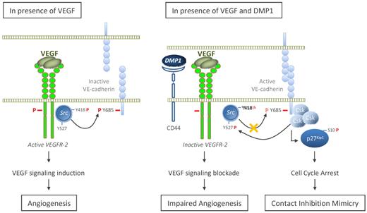 Figure 7. Model for a role of DMP1 in VEGF-induced signaling. In the presence of VEGF, VEGFR-2 is activated through phosphorylation (bold red “P”). Src is subsequently phosphorylated on Tyr416, whereas it is dephosphorylated on Tyr527, which results in its activation. Active Src thereby inactivates VE-cadherin function through phosphorylation of its intracytoplasmic domain tyrosines, particularly on Tyr685. In the presence of VEGF and on DMP1 binding to CD44, VE-cadherin expression level is increased. On the one hand, this VE-cadherin up-regulation induces p27Kip1 expression and cell-cycle arrest, thus mimicking contact inhibition of growth; on the other hand, active VE-cadherin sequestrates VEGFR-2 and therefore impedes its activation through the inhibition of its phosphorylation. DMP1 pretreatment partially impairs (light red “P”) VE-cadherin phosphorylation on its Tyr685, which still allows the recruitment of Csk. In turn, DMP1 inactivated-VEGFR-2 is not able to phosphorylate further Src on Tyr416, whereas it is phosphorylated on Tyr527 by Csk, the expression of which is induced in the presence of DMP1.