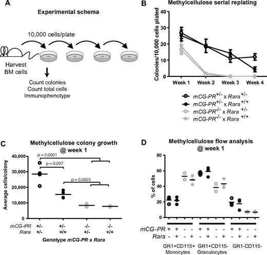 Figure 2. Ex vivo growth of myeloid bone marrow cells. (A) Experimental schema. (B) Colony formation and serial replating. Bone marrow cells from littermate-matched mice at 8 weeks of age were plated in duplicate in methylcellulose containing IL-3, IL-6, and SCF, and after 7 days, colonies and total cells per duplicate plates were counted. Cells were then replated in duplicate and 7 days later, colonies were counted and replated. Replating continued for 4 weeks or until colony formation failed. (C) Methylcellulose colony growth. On day 7 of week 1, total colonies and total cells on duplicate were counted to assess the average number of cells per colony. (D) Immunophenotype of day-7, week-1 total cells from duplicate methylcellulose plates.