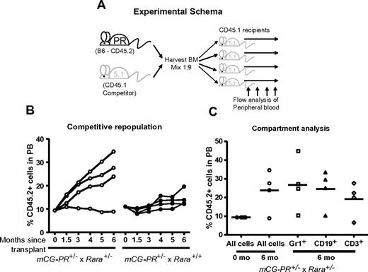 Figure 3. Competitive repopulation. (A) Experimental schema. (B) Bone marrow cells from the indicated mice at 8 weeks of age were mixed at a ratio of 1 to 9 with competitor CD45.1 bone marrow cells from sex- and age-matched mice. These cells were transplanted into sex-matched, 6-week-old, lethally irradiated CD45.1 recipients. At the indicated time points, peripheral blood was assessed for ratios of CD45.2+ and CD45.1+ WBCs. (C) At 6 months of age, peripheral blood from mCG-PR+/− × Rara+/− recipients was assessed for ratios of CD45.2+ vs CD45.1+ cells in Gr1+, CD19+, and CD3+ compartments.