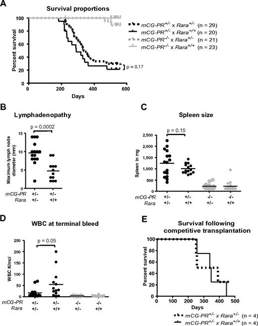 Figure 4. Tumor watch. (A) The indicated cohorts of littermate-matched mice were prospectively established in a tumor watch. Mice were followed for 18 months and moribund animals were killed. Leukemia occurred in mCG-PR+/− mice, but not in littermate controls. There was no significant difference in latency or penetrance in mCG-PR+/− × Rara+/− vs mCG-PR+/− × Rara+/+ mice. (B) Maximum diameter of largest cervical lymph node at the time of killing. (C) Spleen size in the indicated mice at the time of killing or at 18 months of age, whichever came first. (D) Peripheral WBC counts at the time of killing or at 18 months of age. (E) Mice shown in Figure 3 were followed, and moribund mice were killed. There was no significant difference in survival by genotype of transplanted bone marrow cells.