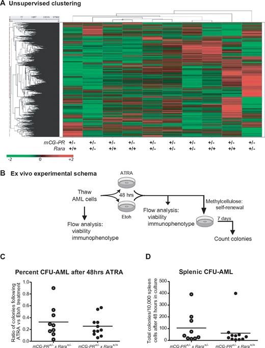 Figure 5. Analysis of mCG-PR+/− × Rara+/− and mCG-PR+/− × Rara +/+ leukemia cells. (A) Expression array profiling of leukemic spleen cells from 5 mCG-PR+/− × Rara+/− and 5 mCG-PR+/− × Rara+/+ mice using Affymetrix Exon 1.0 arrays. Tumors did not cluster by genotype using an unsupervised analysis. (B-D) Ex vivo ATRA sensitivity. (B) Experimental schema. (C) Cryopreserved spleen cells from 9 mCG-PR+/− × Rara+/− and 9 mCG-PR+/− × Rara+/+ independent tumors were thawed and cultured for 48 hours in liquid medium containing IL-3, IL-6, and SCF ± 1μM ATRA. Viable cells were counted and plated in methylcellulose containing IL-3, IL-6, and SCF. After 7 days, colonies (C) were counted and pairwise assessed for ATRA sensitivity (D).