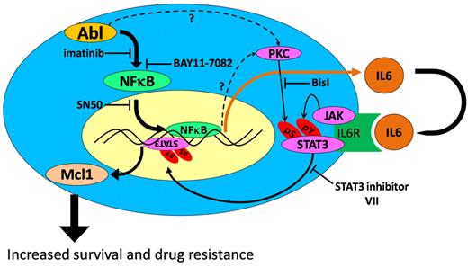 Figure 7. Schematic of the signaling pathway involved in c-Abl–mediated regulation of Mcl-1 expression in CLL cells.