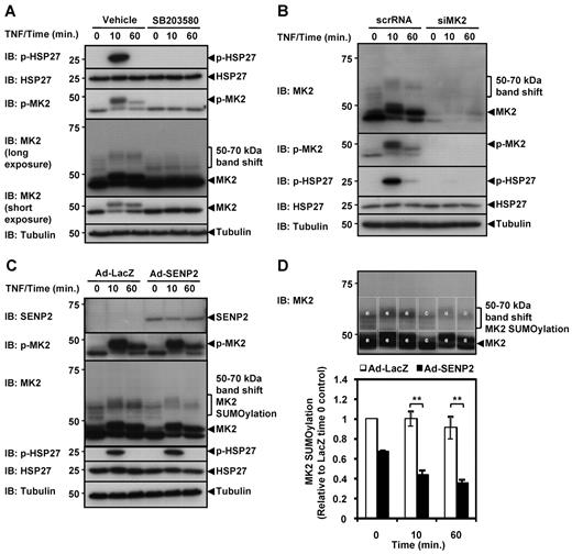 Figure 1. TNF-α induces MK2 SUMOylation and MK2-mediated HSP27 phosphorylation. (A) HUVECs were pretreated with the p38-specific inhibitor SB203580 or vehicle for 30 minutes before being stimulated by TNF-α (10 ng/mL) for 0, 10, and 60 minutes. Cell lysates were probed by immunoblotting with various antibodies (IB). Transient HSP27 phosphorylation was observed in vehicle-treated control cells only. Long exposure of the anti–MK2 immunoblot shows 12-kDa band shifts for MK2 (46 kDa) after TNF-α stimulation in vehicle-treated but not SB203580-treated cells. (B) HUVECs were transfected with MK2 siRNA or scrambled siRNA for 48 hours, stimulated with TNF-α for 0, 10, and 60 minutes, and cell lysates probed with various antibodies (IB). The MK2 12-kDa band shift is not detected in cells treated with MK2 siRNA (siMK2). (C) HUVECs were transduced with Ad-SENP2 or Ad-LacZ (50 MOI) and treated with TNF-α and analyzed as in (A). Note reduced expression of the high-molecular-weight MK2 bands. (D) Quantification of SUMOylated MK2. The total density of the boxed areas for MK2 and the band-shift zone was determined using ImageJ Version 1.43u software, and the density ratio between the band-shift area versus the MK2 area for each sample lane was determined. For standardization, each ratio was divided by the ratio of the Ad-LacZ control at time 0. For (A-D), representative images from 1 of 3 independent experiments and quantitative data are shown (n = 3). Values are means ± SEM. *P < .05; **P < .01.