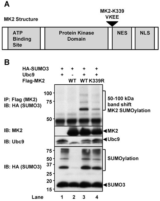 Figure 2. Identification of MK2 SUMOylation sites. (A) Diagram of MK2 protein structure showing a possible SUMOylation site identified by Abgent's SUMOplot software. The lysine-339 (K339) residue was identified with a score of 0.93. (B) MK2 SUMOylation at K339 was demonstrated in CHO cells expressing Flag-tagged WT-MK2, HA-tagged SUMO3, and the SUMO E2 ligase Ubc9. MK2 SUMOylation was detected by immunoprecipitating Flag-tagged MK2, followed by immunoblotting for HA-tagged SUMO3. Note the greatly reduced SUMOylation for the K339R MK2 mutant protein (lane 4). Also note that no SUMOylation occurred without Ubc9 expression. (B) Representative images from 1 of 3 independent experiments are shown (n = 3).