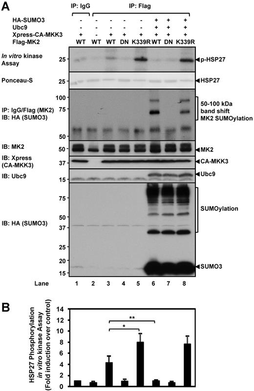 Figure 3. MK2 SUMOylation inhibits kinase activity. (A) The effect of SUMOylation on MK2 kinase activity was evaluated by in vitro assays using recombinant HSP27 as a substrate. A representative autoradiogram is shown, along with a SUMOylation assay to show MK2 SUMOylation expression levels. For details, please see “Methods.” Note the increase of HSP27 phosphorylation by MK2-K339R (lane 5) versus WT-MK2 (lane 3). Also note the inhibition of HSP27 phosphorylation by SUMOylated WT-MK2 (lane 6) and that this effect was not seen in the SUMOylation-deficient K339R mutant (lane 8). (B) Densitometry quantification of HSP27 phosphorylation. (A-B) Representative images from 1 of 3 independent experiments and quantitative data are shown (n = 3). Values are means ± SEM. *P < .05; **P < .01.