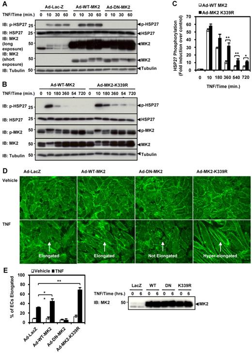 Figure 4. MK2 SUMOylation inhibits TNF-α–induced HSP27 phosphorylation and actin filament remodeling in ECs. (A-B) HUVECs were transduced with the appropriate adenoviral constructs (Ad-LacZ, Ad-WT-MK2, Ad-DN-MK2, or Ad-MK2-K339R at 50 MOI) for 24 hours, stimulated with TNF-α (10 ng/mL) for 0-60 minutes, and then harvested for immunoblotting. Note the sustained phosphorylation of HSP27 by Ad-MK2-K339R compared with Ad-WT-MK2, and that this effect was inhibited by Ad-DN-MK2. (C) Densitometry quantification of HSP27 phosphorylation data from experiments similar to the one shown in panel B. (D) HUVECs were transduced with adenoviruses under the same conditions, stimulated with TNF-α (10 ng/mL) for 6 hours, then fixed and stained with Alexa Fluor 488–phalloidin for actin filament visualization. Note the hyperelongation of ECs transduced with Ad-MK2-K339R vs Ad-WT-MK2 when stimulated with TNF-α. Also note the lack of elongation in ECs transduced with Ad-DN-MK2 despite TNF-α stimulation. (E) Quantification of cell elongation. Cells with axial ratios (long axis/short axis) larger than 3 were counted in randomly selected fields and expressed as percentages of the total cells counted. MK2 expression for panel D is shown on the right. (A-E) Representative images from 1 of 3 independent experiments and quantitative data are shown (n = 3). Values are means ± SEM. *P < .05; **P < .01.