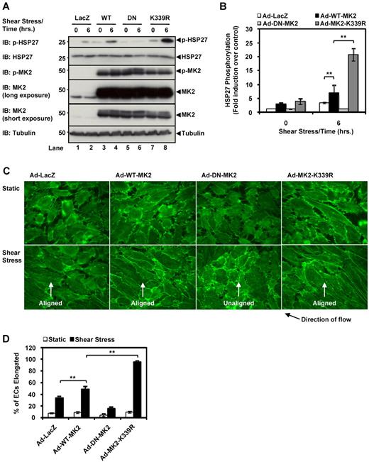 Figure 5. MK2 SUMOylation inhibits endothelial cell alignment by shear stress. (A) HUVECs were transduced with the appropriate adenoviral constructs (Ad-LacZ, Ad-WT-MK2, Ad-DN-MK2, or Ad-K339R) for 24 hours, stimulated under steady laminar shear stress for 6 hours (24 dynes/cm2), and then harvested for immunoblotting for HSP27 phosphorylation. Note the increased HSP27 phosphorylation in cells transduced with Ad-MK2-K339R (lane 8) compared with Ad-WT-MK2 (lane 4). Once again, this effect was inhibited by Ad-DN-MK2 (lane 6). (B) Quantification of HSP27 phosphorylation data from experiments similar to the one shown in panel A. (C) HUVECs transduced under the same conditions as in panel A were stained with Alexa Fluor 488–phalloidin to visualize actin filaments and cell alignment. Note the alignment in the direction of flow of cells transduced with Ad-MK2-K339R under shear stress versus Ad-WT-MK2. Also note the lack of alignment of ECs transduced with Ad-DN-MK2 despite shear stress stimulation. MK2 expression for panel C is shown in panel A (IB: MK2). (D) Quantification of EC alignment under steady laminar shear stress. For each experiment, a total of 200 cells from randomly chosen fields were examined. We defined aligned cells as those with their long axes oriented within ± 15 degrees relative to the direction of flow, and percentages of such cells are shown. (A-D) Representative images from 1 of 3 independent experiments and quantitative data are shown (n = 3). Values are means ± SEM. *P < .05; **P < .01.