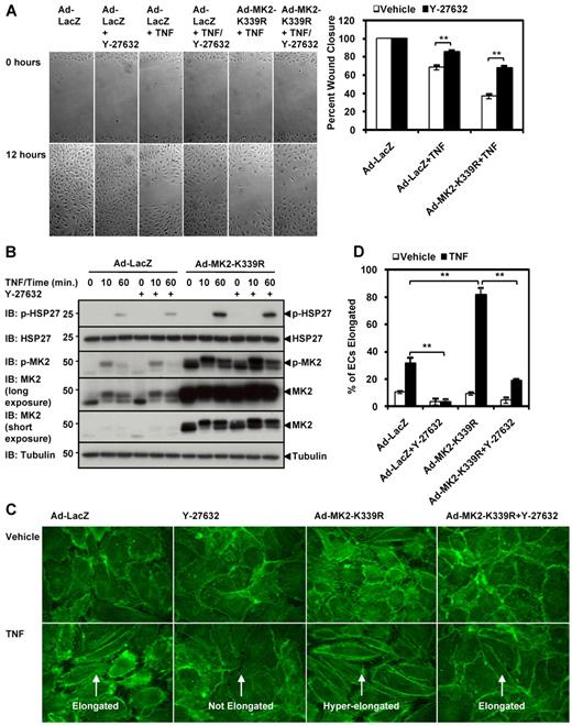 Figure 7. ROCK inhibitor Y-27632 reverses effects of MK2-K339R. (A) HUVECs were transduced with the appropriate adenoviral constructs (Ad-LacZ, Ad-WT-MK2, Ad-DN-MK2, or Ad-K339R) for 24 hours. Confluent monolayers were wounded as in Figure 6, pretreated with the ROCK inhibitor Y-27632 (10μM) for 1 hour, and wound closure with or without TNF-α (10 ng/mL) recorded as in Figure 6. Quantification for the percentage wound closure can be seen on the right. Note the lack of effect of Y-27632 on vehicle wound closure, but that the ROCK inhibitor reversed TNF-α–mediated inhibition of EC migration. Also note the reversal effect of Y-27632 on the Ad-MK2-K339R–mediated inhibition of EC migration under TNF-α stimulation. (B) HUVECs were transduced with Ad-LacZ or Ad-MK2-K339R, stimulated by TNF-α (10 ng/mL) for 0-60 minutes with or without Y-27632 pretreatment, and then harvested for immunoblotting. Note that Y-27632 had no effect on MK2 expression, MK2 activation, or HSP27 phosphorylation. (C) HUVECs were prepared under the same conditions as in (B), stimulated with or without TNF-α (10 ng/mL) for 6 hours, and stained with Alexa-Fluor 488 phalloidin. Note the loss of elongated ECs under TNF-α stimulation when Y-27632 was added. Moreover, Y-27632 caused a loss of hyperelongated ECs in the Ad-MK2-K339R–transduced culture. (D) Quantification of cell elongation performed as in Figure 4E. Panels A-D show representative images from 1 of 3 independent experiments and quantitative data (n = 3). Values are means ± SEM. *P < .05; **P < .01.