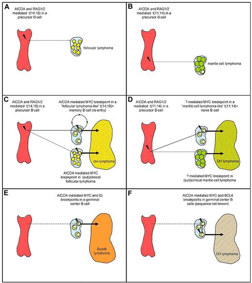 Figure 1. Schematic scenarios for the origin of follicular lymphoma, MCL, BL (MYC-IG single hit lymphomas), and DH lymphomas. (A) Follicular lymphoma; (B) MCL; (C) BCL2+/MYC+ DH lymphoma with 2 scenarios, one with an origin from relatively common benign “follicular lymphoma–like B cells” that can be detected in most healthy persons, and the other from a preexistent follicular lymphoma. (D) CCND1+/MYC+ DH lymphoma with 2 scenarios, one with an origin from rare benign “MCL-like B cells” that can be detected in few healthy persons, and the other from a preexistent MCL. (E) BL; (F) BCL6+/MYC+ DH lymphoma with unknown order of events. For readability possible occurrence of the t(14;18) at later stages of B-cell development (including the GC) and (secondary) involvement of RAG1/2 and/or other mechanisms herein are not displayed in the figure (see “Oncogenes involved in DH lymphomas”). AICDA indicates activation-induced cytidine deaminase; RAG1/2, recombinase activating gene 1/2. Not drawn to scale.
