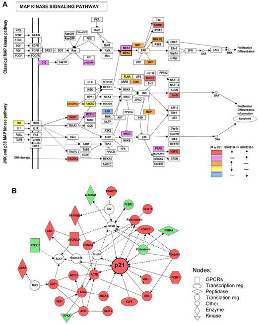 Figure 2. Networks most highly represented by transcripts differentially associated with HuR after IR treatment. (A) Genes related to the mitogen-activated protein kinase signaling pathway, showing altered association with HuR after IR were visualized on KEGG pathway maps. (B) The top ranked network of genes differentially associated with HuR after IR in ATM wild-type but not in ATM null lymphocytes as defined by IPA “DNA Replication, Recombination, and Repair, Nucleic Acid Metabolism, Small Molecule Biochemistry.” Red represents up-regulated genes; and green, down-regulated genes. Solid lines indicate direct interaction between genes; and dashed lines, indirect interaction between genes.