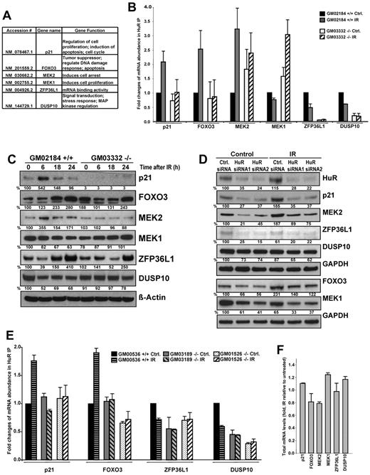 Figure 3. Analysis of selected HuR targets after IR exposure. (A-B) ATM wild-type (GM02184+/+) and ATM null (GM03332−/−) lymphocytes were either untreated or exposed to 1 Gy of IR and collected 6 hours later (unless otherwise indicated). The selected mRNAs immunoprecipitated using an anti-HuR antibody (demonstrating changes in association with HuR after IR by microarray analysis) were validated by quantitative RT-PCR; the individual enrichment of each mRNA in HuR IPs was normalized to IgG IPs; afterward, the differences in HuR binding were calculated. Background binding of an abundant transcript encoding a housekeeping protein (GAPDH mRNA) served as a loading control. (C) Western blot analysis of the proteins encoded by the HuR target mRNAs shown in panel B, assayed in whole-cell lysates prepared from lymphocytes that were treated with 1 Gy of IR. β-Actin and GAPDH were assessed as loading markers; relative protein abundance was calculated by densitometry and is expressed as percentage change relative to the levels in nonirradiated ATM wild-type cells. (D) HEK-293 cells were transfected with the indicated siRNAs; cells were either untreated or, 24 hours after transfection, IR treated (1 Gy) and collected 6 hours later (p21, MEK2, ZFP36L1, DUSP10) or 18 hours later (FOXO3, MEK1) for Western blot analysis. (E) HuR binding of target messages in multiple wild-type and ATM null lymphocytes treated with IR (1 Gy, 6 hours); wild-type and ATM null cell lines were purchased from Coriell Cell Repositories. Each cell line was acquired from a different donor. (F) The levels of total mRNA genes validated in panel B were measured by quantitative RT-PCR in ATM wild-type IR-treated compared with untreated lymphocytes. All graphs represent the mean plus or minus SEM from 3 independent experiments.