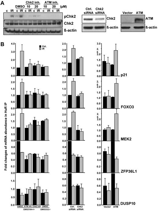 Figure 4. Specificity of ATM/Chk2 signaling on HuR-mRNA association. (A) Left: ATM wild-type (GM02184+/+) lymphocytes were pretreated for 2 hours with Chk2 or ATM inhibitors and then exposed to 1 Gy of IR and harvested after 6 hours of further incubation. pChk2 and Chk2 levels were assessed by Western blotting. Middle: Chk2 levels by 72 hours after transfection of HEK-293 cells with either control (Ctrl) or Chk2-directed siRNAs. Right: ATM levels in GM5849 AT fibroblasts stably reintroduced with ATM gene. (B) The association of HuR-mRNA complexes after IR (1 Gy, 6 hours) of cells pretreated with Chk2 or ATM inhibitor (10μM) (left), Chk2 knockdown (middle), and ATM reintroduction (right) was tested by mRNP-IP followed by quantitative RT-PCR. Each reaction was carried out in triplicate and was repeated 3 times. The individual enrichment of each mRNA in HuR IPs was normalized to IgG IPs; afterward, the differences in HuR binding were calculated. GAPDH mRNA background amplification in the IP material served as the internal control. Data are the mean ± SEM from 3 independent experiments.