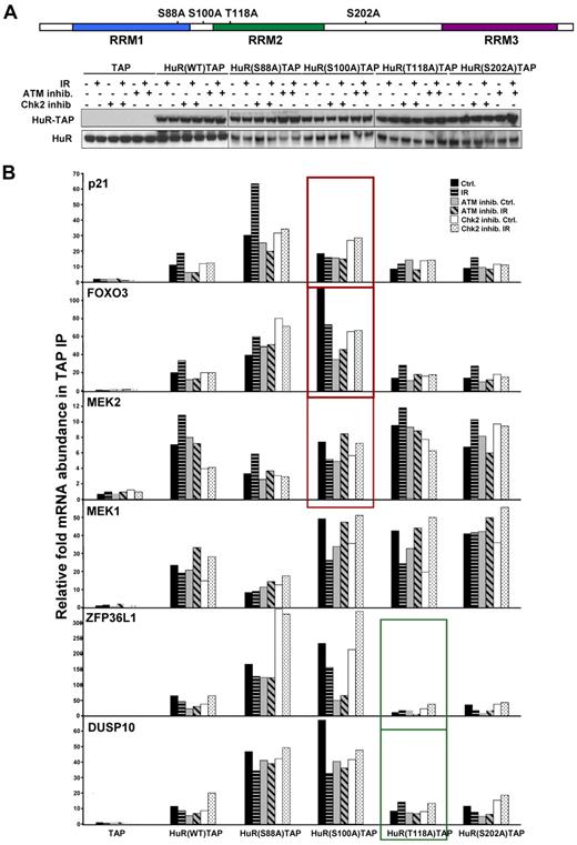 Figure 5. Association of HuR's point mutated at Chk2 phosphorylation sites with target mRNAs. (A) Schematic of point-mutated HuR residues phosphorylated by Chk2 (top) and HuR-TAP proteins expression in transfected HEK-293 cells. Cells were left untreated, treated with ATM or Chk2 inhibitors (10μM, 8 hours), or pretreated with ATM or Chk2 inhibitors for 2 hours, and then irradiated (1 Gy, 6 hours). (B) Binding of HuR-TAP chimeric proteins HuR target mRNAs was measured by TAP IP followed by quantitative RT-PCR. The individual enrichment of each mRNA in HuR-TAP fusion proteins IPs compared with TAP (vector control) IPs is indicated. The average of 2 similar experiments is shown.