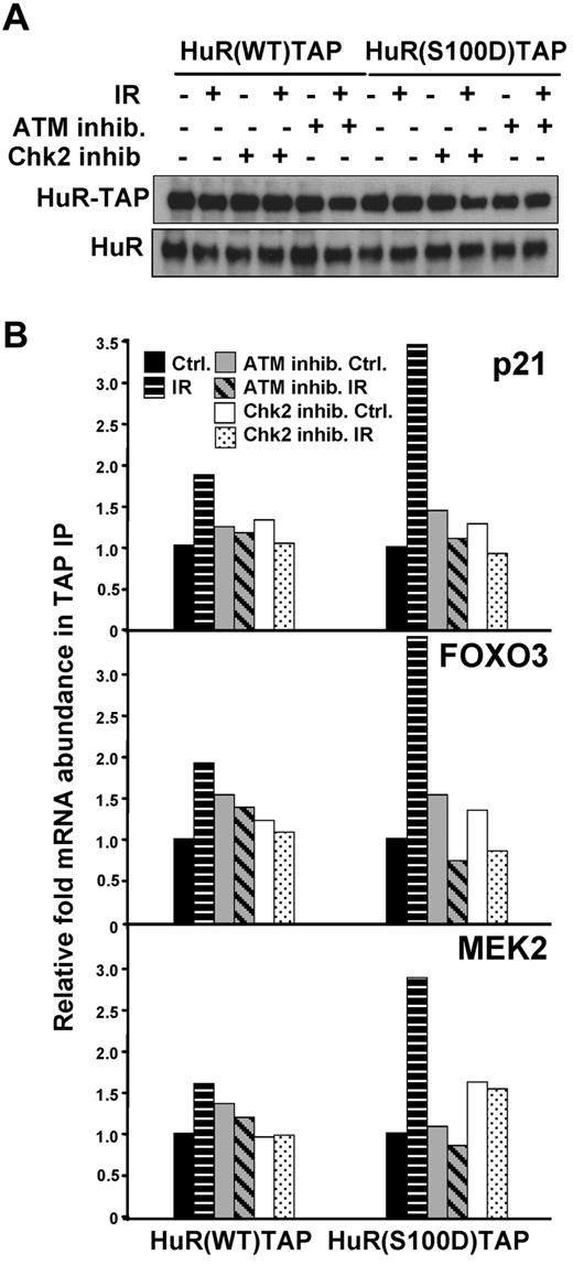 Figure 6. Association of HuR-TAP fusion protein mimicking phosphorylated residue S100 with HuR target mRNAs. (A) HEK-293 cells were transfected with plasmids to express HuR-TAP fusion proteins (WT or bearing a phosphomimic mutation S100D). (B) HuR binding was assessed as explained in Figure 5. The enrichment of each mRNA in HuR(S100D)TAP IPs compared with HuR(WT)TAP IPs is indicated. The average of 2 similar experiments is shown.