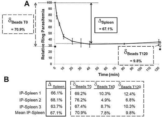 Figure 4. A. Retention of ring-RBCs occurs to a similar extent in isolated human spleens and in microbeads. Mean relative ring-RBC parasitemia (100% of initial parasitemia at time 0) in the perfusate as a function of time of perfusion from 3 independent experiments. As previously observed,12 a fraction of ring-RBCs is retained by isolated-perfused human spleens, the initial 20-minute retention phase being followed by a plateau-phase during which the concentration of ring-RBCs in the perfusate is stable at 20% to 50% of the initial concentration (50%-80% retention). The retention rate in the isolated-perfused spleen (ΔSpleen) was expressed as the difference between the relative ring-RBC parasitemia at T0 and at T40 (onset of plateau phase). The initial retention rate in microbeads was determined as defined in Figure 3, with a sample collected at T0 (δT0 Beads). ● represents the mean relative parasitemia downstream from microbeads. RBCs were then collected from the perfusate at different time points, allowed to flow through the microbeads, and the retention rates determined (δTx Beads). This explored the ability of RBCs that had already crossed the spleen several times to cross the microbead layer. (B) Relative retention rate in isolated-perfused spleens and in microbeads at different time points during perfusion as observed in 3 independent experiments.