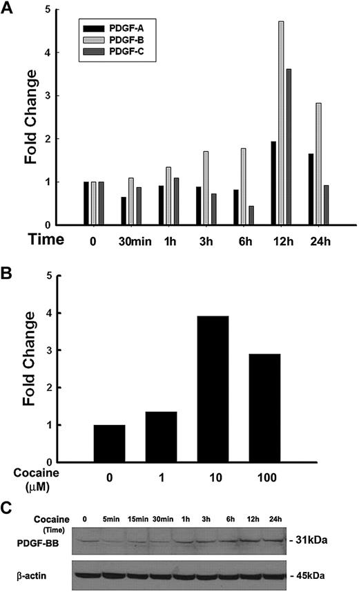 Figure 1. Cocaine-mediated up-regulation of PDGF-BB in HBMECs. (A) Total RNA isolated from HBMECs was subjected to real-time PCR analysis by the use of primer sets specific for PDGF-A, PDGF-B, and PDGF-C. Cocaine dramatically up-regulated PDGF-B chain mRNA expression, with moderate change in PDGF-C and no change in expression of PDGF-A. (B) Dose curve of cocaine-mediated induction of PDGF-B RNA by real-time reverse transcription PCR in HBMECs. (C) Whole cell lysates from cocaine exposed cells were subjected to Western blot analysis with the use of antibodies specific for PDGF-BB. Cocaine induced time-dependent induction of PDGF-BB protein in HBMECs. All data are presented from 3 separate experiments.
