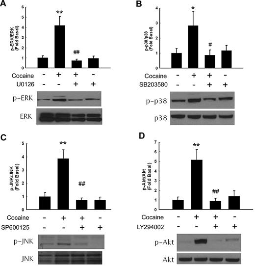 Figure 2. Cocaine-induced activation of ERK, p38 JNK, MAPKs, and PI3K/Akt pathways in HBMECs. Western blot analysis of cocaine-mediated activation of ERK (A), p38 (B), JNK (C), and Akt (D). Pretreatment of HBMECs with MEK (U0126), p38 (SB203580), JNK (SP600125), or PI3K (LY294002) inhibitors ameliorated cocaine-mediated activation of the respective signaling pathways. All data are presented as mean ± SD of 3 separate experiments. *P < .05, **P < .01 vs control group; #P < .05, ##P < .01 vs cocaine-treated group.