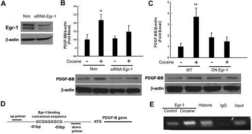 Figure 4. Involvement of Egr-1 in cocaine-induced expression of PDGF-BB. (A) Whole cell lysates from HBMECs transfected with either Egr-1/nonsense (Non) siRNAs subject to Western blot analysis. (B) Egr-1 siRNA but not nonspecific siRNA inhibited cocaine-mediated induction of PDGF-BB. (C) DN-MEK but not WT-MEK inhibited cocaine-mediated induction of PDGF-BB. (D) Schematic illustration of Egr-1 binding consensus sequence on the PDGF-B promoter region. (E) ChIP assay demonstrating cocaine-mediated binding of Egr-1 to the PDGF-B promoter. Histone lane: positive control; IgG lane: negative control. All data are presented as mean ± SD of 3 separate experiments. *P < .05, **P < .01 vs control group.