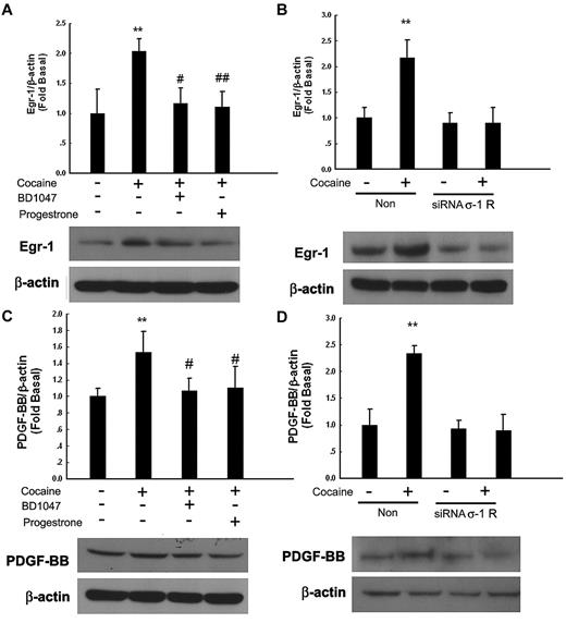Figure 5. Engagement of σ-1 receptor (σ-1R) is critical for cocaine-induced PDGF-BB expression. (A) Pretreatment of HBMECs with σ-1R antagonist BD1047 or progesterone inhibited cocaine-induced induction of Egr-1. (B) σ-1R siRNA but not nonspecific siRNA inhibited cocaine-mediated induction of Egr-1 expression. (C) Pretreatment of HBMECs with σ-1R antagonist BD1047 or progesterone inhibited cocaine-mediated induction of PDGF-BB expression. (D) σ-1R siRNA, but not nonspecific siRNA inhibited cocaine-mediated induction of PDGF-BB. All the data are presented as mean ± SD of 4 separate experiments. **P < .01 vs control group; #P < .05, ##P < .01 vs cocaine-treated group.