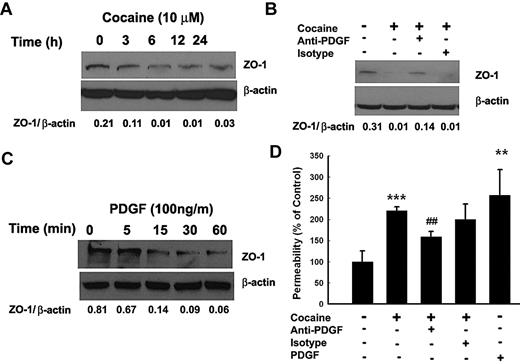 Figure 6. Cocaine-mediated disruption of ZO-1 expression involves PDGF-BB. (A) Exposure of HBMECs to cocaine resulted in time-dependent decrease in expression of ZO-1. (B) Cocaine-mediated decrease of ZO-1 expression was ameliorated by pretreating the cells with the PDGF-BB neutralizing antibody. (C) Exposure of HBMECs to PDGF-BB resulted in a time-dependent decrease in ZO-1 expression. (D) Cocaine-mediated increase in BBB permeability was ameliorated in HBMECs pretreated with the PDGF-BB neutralizing antibody. All the data are presented as mean ± SD of 4 separate experiments. **P < .01, ***P < .001 vs control group; ##P < .01 vs cocaine-treated group.