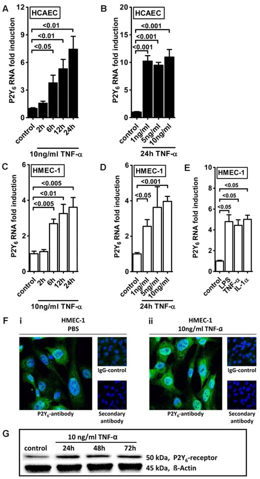 Figure 2. Endothelial P2Y6 receptor up-regulation after TNF-α stimulation. HCAECs (A-B) or HMEC-1 cells (C-D) were exposed to TNF-α for the indicated time periods or with indicated doses. P2Y6 receptor transcript was determined by real-time RT-PCR. Data were calculated relative to the internal housekeeping gene (β-actin) and are expressed as mean ± SD fold change compared with controls (without TNF-α) (n = 3-4). (E) HMEC-1 cells were exposed to LPS, IL-1α, and TNF-α for 24 hours. (F) HCAECs were grown to confluence on cover glasses and exposed to 10 ng/mL TNF-α for 24 hours. Cell layers were stained with antibodies specific for human P2Y6 receptor and Alexa Fluor 488–coupled secondary antibody (green) or isotype controls and Alexa Fluor 488–coupled secondary antibody or Alexa Fluor 488–coupled secondary antibody only. DAPI (4′,6-diamidino-2-phenylindole) was used as nuclear counterstain (blue). Slides were kept on ice before image acquisition. Probes were analyzed by confocal microscopy with the use of Zeiss Laser Scanning Microscope LSM 710 and the Plan-Apochromat 63×/1.40 Oil Dic M27 objective lens with oil immersion. Zen software was used for acquisition and image processing (γ adjustment) applied equally to all images. One representative image of 3 is displayed. (G) HMEC-1 cells were exposed to TNF-α for the indicated time periods, and P2Y6 receptor protein was determined by Western blotting. The same blot was stripped and reprobed for human β-actin as a control for protein loading. One of 3 representative Western blots is displayed.