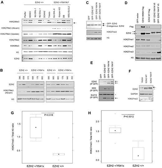 Figure 2. Y641 mutations in B-cell lines and tumors increase steady state of H3K27me3. (A) Steady-state H3K27me3 levels in DLBCL. Nuclear lysates from DLCBCLs with either wild-type EZH2 (Pfeiffer, MD903, NU-DHL-1, NU-DUL-1, DOHH2, and Toledo) or heterozygous for EZH2 (SU-DHL-6 (+/Y641N), Karpas 422 (+/Y641N), DB (+/Y641N), WSU-DLCL-2 (+/Y641F)) were probed with the respective antibodies to the following epitopes: H4K20me3 (arrowed lower band), H3K27me3, H3K27me2, H3K9me3, or EZH2. Levels of H3 were used as a loading control for histones. (B) Whole cell lysates from frozen tumor sections (each 5 × 20-μm slices) of 10 patients with either wild-type EZH2 (IDs 396, 839, 315, 085, or 900) or heterozygous for EZH2 (IDs 694 (+/Y641F), 178 (+/Y641H), 883 (+/Y641N), 940 (+/Y641F), or 353 (+/Y641S)) were probed with the respective antibodies. This a composite figure assembled to reflect similar levels of H3 from the 2 blots. (C) Nuclear lysates from HEK293T cells stably expressing GFP-tagged EZH2 and Y641 mutants were probed with anti-Ezh2 to assess ectopically expressed levels (top band) or endogenous (lower band) Ezh2 levels and anti-H3K27me3. Anti-H3 was used to assess histones as a loading control. (D) Respective plasmids encoding GFP, EZH2, or mutants (as indicated) were transfected in HEK293T cells; the lysates were probed with the antibodies (anti-FLAG M2, anti-GFP, anti-EZH2 (top band shows GFP-tagged EZH2, lower band shows endogenous EZH2 and FLAG-tagged EZH2), monomethyl, dimethyl, or trimethyl specific H3K27. These antibodies are specific for the respective methylation states (supplemental Figure 3). (E) GFP-tagged proteins from nuclear lysates of HEK293T lines stably expressing GFP-EZH2 wild-type and mutants were immunoprecipitated with GFP-trap (“Western blotting and immunoprecipitation”) and probed with anti-EZH2 to show precipitation of GFP-tagged EZH2 (top band) with copurification of endogenous EZH2 (lower band) and EED and SUZ12 (lower band, arrowed). *Nonspecific band. (F) Mouse bone marrow stem cells were infected with the respective retroviruses expressing wild-type or Y641F EZH2 and differentiated in vitro into B cells before whole cell lysates were probed with the respective antibodies. The top band (arrowed) in the EZH2 blot represents ectopic EZH2-HA and endogenous EZH2. *The lower band indicates degradation products. (G) Densitometry measurements of H3K27me3 to total H3 ratio in wild-type and mutant cell lines. The boxplots represent the distribution of ratios in mutant and wild-type. Significance testing by unpaired Student t test. (H) Densitometry measurements of H3K27me3 to total H3 ratio in wild-type and lymphoma samples. The boxplots represent the distribution of ratios in mutant and wild-type. Significance testing by unpaired Student t test.