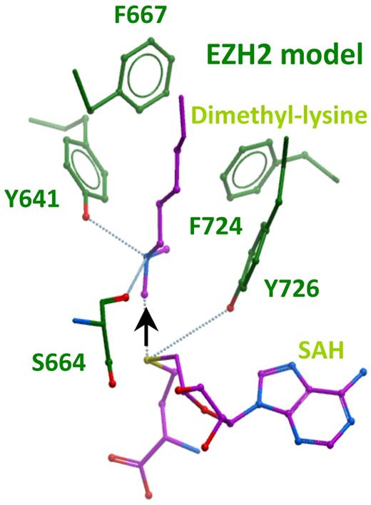 Figure 3. Homology model of the active site of EZH2. The model is based on sequence and structure alignment with histone dimethyltransferase G9a/EHMT2 (PDBID 2O8J).9 This was also structurally aligned with GLP/EHMT1 bound to an H3K9me2 peptide substrate (PDBID 2RFI), and SETD7 (PDBID 1O9S) using ICM software, Version 3.6-1g (Molsoft LLC).17 See supplemental Figures 6-8 for sequence and structural alignments. The model shows the reaction products dimethyllysine and S-adenosylhomocysteine (SAH) in purple. The black arrow indicates the path of methyl transfer from the sulfur atom (yellow) of the cofactor to the nitrogen atom (blue) of substrate lysine. Hydrogen bonds are shown as dotted blue lines.