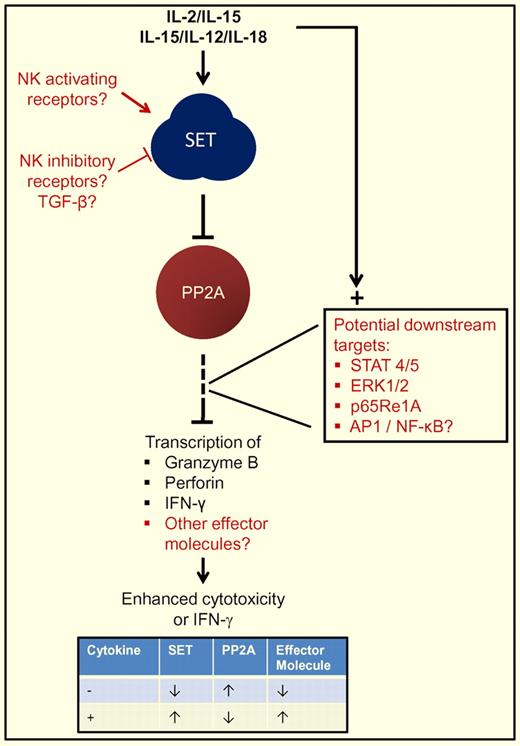 Simplified pathway of SET-PPT2A regulation of key NK-cell effector molecules. Cytokine stimulation results in both activating signal transduction pathways and increased SET expression. SET in turn down-regulates PP2A, an indirect negative regulator of IFN-γ, granzyme B, and perforin resulting in their enhanced expression. Potential contributors or participants in the pathways are annotated in blue text. The inset table summarizes the simplified regulatory circuit with (+) and without (−) cytokine activation.