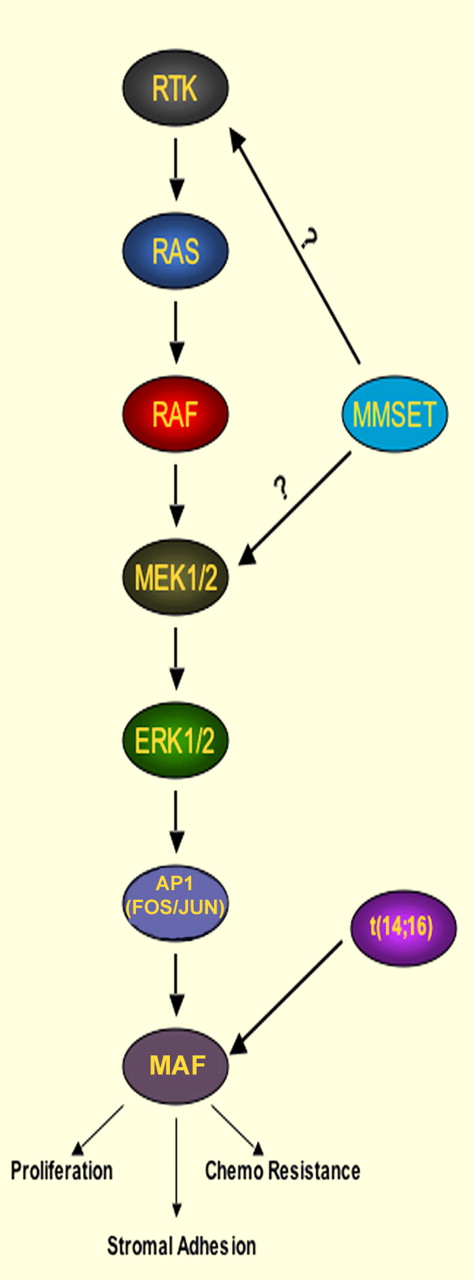 Signaling cascades controlling MAF expression in multiple myeloma.
