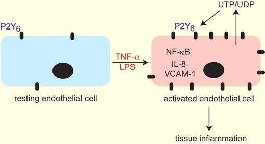Exposure of resting endothelial cells to TNF-α or LPS leads to increased expression of the P2Y6 purinergic receptor. Simultaneous or subsequent injury to the endothelium promotes the release of UTP/UDP the endogenous ligands of the P2Y6 receptor. These 2 events serve to up-regulate NF-KB signaling leading to increased IL-8 and VCAM-1 expression to collectively enhance tissue inflammation. This model was derived from experiments by Riegel and colleagues1 demonstrating that genetic removal or pharmacologic inhibition of P2Y6 lead to attenuation of these pathways.