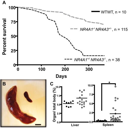 Figure 1. Phenotype of NR4A1+/−NR4A3−/− and NR4A1−/−NR4A3+/− mice. (A) Kaplan-Meier curve shows survival of NR4A1+/−NR4A3−/− (n = 38) and NR4A1−/−NR4A3+/− (n = 115) mice compared with wild-type control mice (n = 10). (B) Massive splenomegaly in diseased mouse (left) compared with age-matched control (right). Image shown represents an 18-fold difference in weight. Scale bar represents 1 cm. (C) Quantification of hepatomegaly (left) and splenomegaly (right) in hypoallelic mice (○, n = 18 for liver and n = 23 for spleen) compared with healthy littermates (●, n = 8 for liver and n = 9 for spleen). Horizontal bars represent the mean. *P = .001. Both NR4A1−/−NR4A3+/− and NR4A1+/−NR4A3−/− mice were used for this assay; analysis was conducted when animals were moribund.