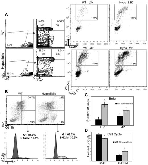 Figure 5. Hypoallelic mice have increased proliferation and cell cycle defects in HSCs and myeloid progenitor-enriched compartments. (A) BrdU was administered to mark cells that entered S phase, and 7-amino-actinomycin D (7AAD) indicated DNA content. LSK and MP cells from MDS/MPN hypoallelic mice (backgate analysis shown at left) contain more dividing cells (43.6% and 31.5%, respectively) than age-matched wild-type controls (12.1% and 19.4%, respectively). Percentages shown represent averages of all samples; n = 3 in each group. Both NR4A1−/−NR4A3+/− (n = 1, at 11 months) and NR4A1+/−NR4A3−/− mice (n = 2, at 4-6 months) were used for this assay. (B) Propidium iodide incorporation revealed a larger number of proliferating cells (S + G2/M) in CD11b+/Gr-1low/− immature myeloid cells of MDS/MPN hypoallelic animals (30.3%) compared with age-matched controls (18.1%). Percentages shown represent averages of all samples; n = 4 for in each group. Both NR4A1−/−NR4A3+/− (n = 1, at 10.5 months) and NR4A1+/−NR4A3−/− mice (n = 3, at 3-5 months) were used for this assay. (C-D) Bar charts represent data shown in panels A and B, respectively. *P < .01. Error bars represent SEM.
