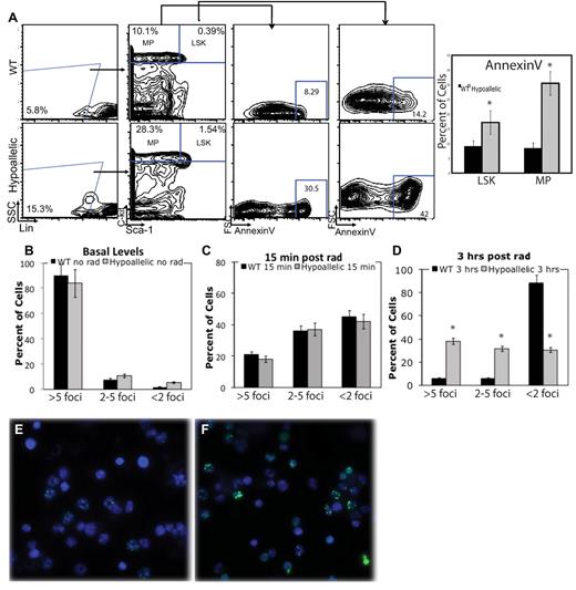 Figure 6. Increased apoptosis and DNA damage accumulation in stem and myeloid progenitor cells. (A) Annexin V was used to mark apoptotic cells. LSK and MP cells from MDS/MPN hypoallelic mice (backgate analysis shown at left) contain more apoptotic cells (30.5% and 42%, respectively) than age-matched wild-type controls (8.29% and 14.2%, respectively). Percentages shown represent averages of all samples; n = 3 in each group. Both NR4A1−/−NR4A3+/− (n = 1, at 11.5 months) and NR4A1+/−NR4A3−/− mice (n = 2, at 6-7 months) were used for this assay. *P < .01. Error bars represent SEM. (B) CD11b+/Gr-1low/− cells from MDS/MPN NR4A1+/−NR4A3−/− mice (n = 4, at 4-6 months) were analyzed for DNA damage. Bar chart of percentage γH2AX-positive cells in unirradiated samples shows that 3 of 4 hypoallelic mice analyzed have increased basal DNA damage. P = .07 and P = .055 for more than 5 foci and 2 to 5 foci, respectively. Error bars represent SEM. (C-F) CD11b+/Gr-1low/− cells from MDS/MPN hypoallelic mice were analyzed for DNA damage after in vitro exposure to γ-irradiation. (C) Bar chart of percentage of γH2AX positive cells 15 minutes after irradiation shows equal DNA damage induction. (D) Bar chart of percent γH2AX positive cells 3 hours after irradiation. N = 5 in each group. (E-F) At 3 hours after irradiation, anti-γH2AX immunofluorescence (green) showed a significantly higher amount of DNA damage remaining in diseased mice (F) compared to healthy controls (E; 100×/1.30 NA oil objective magnification). Both NR4A1−/−NR4A3+/− (n = 2, at 10-12 months) and NR4A1+/−NR4A3−/− mice (n = 3, at 5-8 months) were used for this assay. Error bars denote SEM.