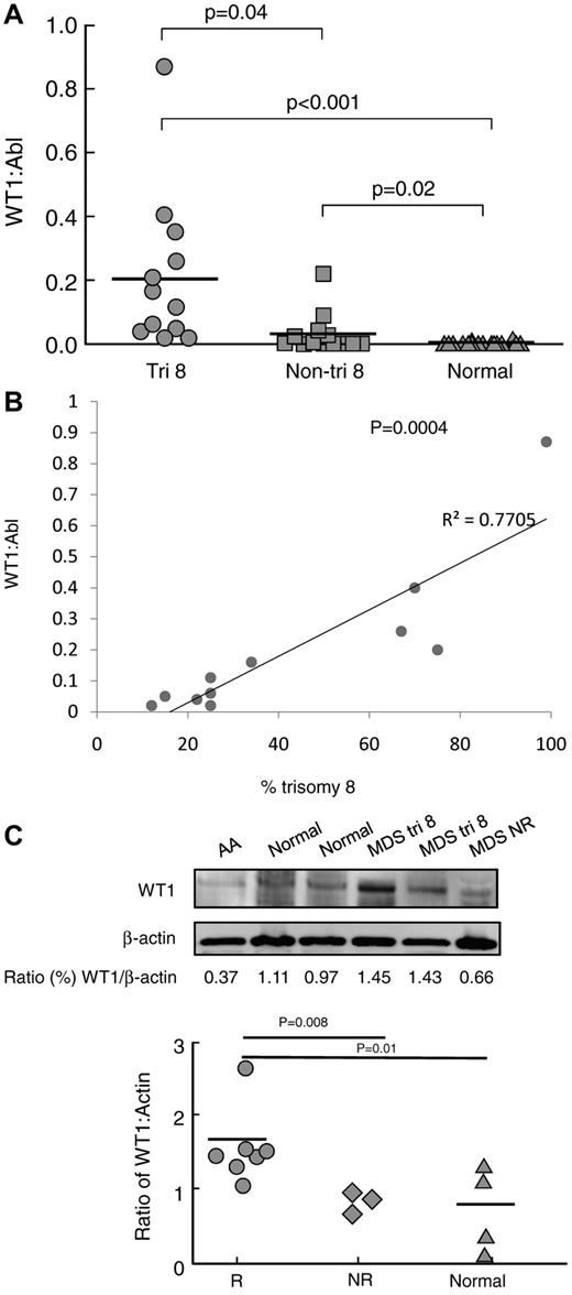 Figure 1. Increased WT1 mRNA and protein expression in trisomy 8 MDS. (A) Quantitative RT-PCR for WT1 mRNA expression was performed on BMMNCs from patients with trisomy 8 (n = 12), MDS patients with other cytogenetic abnormalities (n = 12), and healthy donors (n = 22) as described in “Measurement of WT1 mRNA by real-time quantitative RT-PCR.” Patients with trisomy 8 had significantly increased WT1 mRNA expression levels compared with non–trisomy 8 MDS patients (P = .04) and healthy donors (P < .001). (B) The extent of WT1 overexpression was proportional to the percentage of trisomy 8 cells in the BMMNC sample (P = .0004; R2 = 0.7705). (C) Immunoblots were performed on total protein extracted from the CD34+ of 7 patients responsive to IST (4 of whom had trisomy 8), 3 patients not responsive to IST, and 4 healthy controls; representative examples are shown with densitometry readings expressed as the ratio of WT1 protein/actin protein. Patients who later responded to IST had increased protein ratios of WT1/actin.