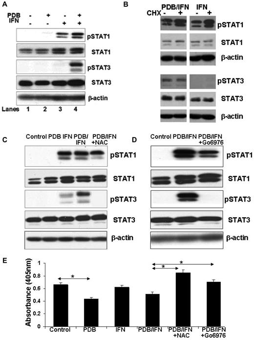 Figure 5. Effect of phorbol esters on IFN-signaling in CLL cells. (A). CLL cells were cultured for 24 hours with or without PDB (100 ng/mL) and/or IFN-α2b (1000 U/mL). pSTAT1, pSTAT3, and total STAT1 and STAT3 levels were then determined by immunoblotting. Immunoblots were stripped and reprobed with β-actin antibodies to assess loading. The results were similar for 21 additional samples. (B) CLL cells were cultured alone or with PDB for 48 hours (to allow abatement of cytokine production caused by PDB alone), washed, and recultured with IFN in the presence and absence of CHX (10 μg/mL) for 6 hours before determining pSTAT1 and pSTAT3 levels. The pSTAT3 levels were higher in cells treated with PDB and IFN than in cells treated with IFN alone and were not affected by the presence of CHX to block autocrine cytokine production. Similar results were obtained with 4 additional patient samples. (C-D) CLL cells were cultured alone or with PDB, IFN, or PDB and IFN with or without the classic PKC isozyme inhibitor, Go6976 (1μM) or the antioxidant (C), NAC (30μM) added 1 hour before stimulation (D). Cell lysates were collected 4 hours later and pSTAT1 and pSTAT3 levels determined by immunoblotting. Go6976 and NAC shortened STAT3 phosphorylation in CLL cells treated with PDB and IFN. This experiment was repeated with 8 different patient samples with similar results. (E) After 24 hours of culture, global phosphatase levels were determined using para-nitrophenyl phosphate as described in “Para-nitrophenyl phosphate assay for phosphatase activity.” This experiment was repeated with 8 different CLL patient samples and showed that global phosphatase activity was decreased in PDB-treated CLL cells, which could be reversed by blocking PKC and ROS. *P < .05.